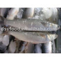 Frozen grey mullet fillet